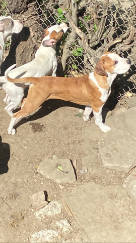 Boxer – Boxer mix pup