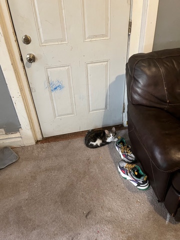 American Shorthair – I’m selling my cat