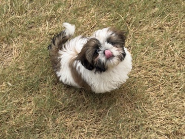Shih Tzu – Shih Tzu Female – Garland