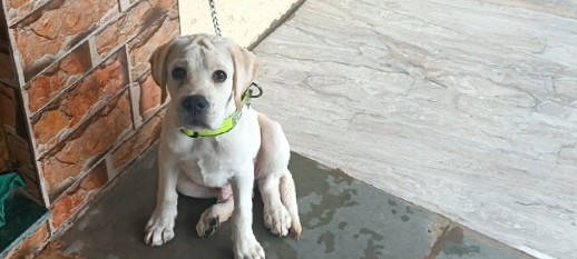 Labrador Husky – a cute Labrador puppy