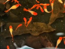 Guppy – pair 300 albino red – Keezhthonnakkal