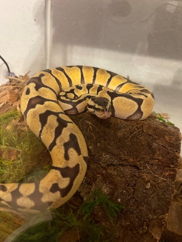 Any – Snake/Ball Python