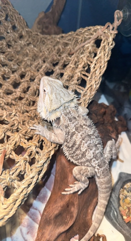 Juvenile Bearded Dragon