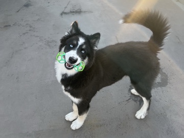 Siberian Husky – Siberian Husky Full Bred – Philadelphia