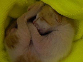 Orange kitten – Navi Mumbai