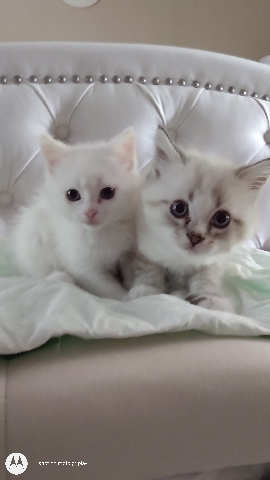 Persian (Traditional) – Persian Mix Kittens