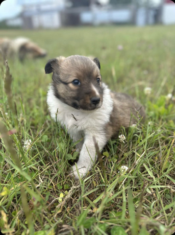 Border Collie – Cute puppies for sale