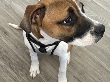 Boxer – boxer mix dog for sale – Sun Valley