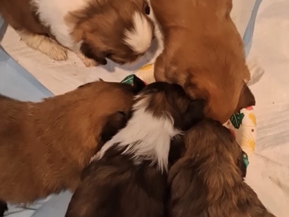 Adorable Shih Tzu Puppy for Sale – 6 Weeks Old in Delray Beach – Delray Beach
