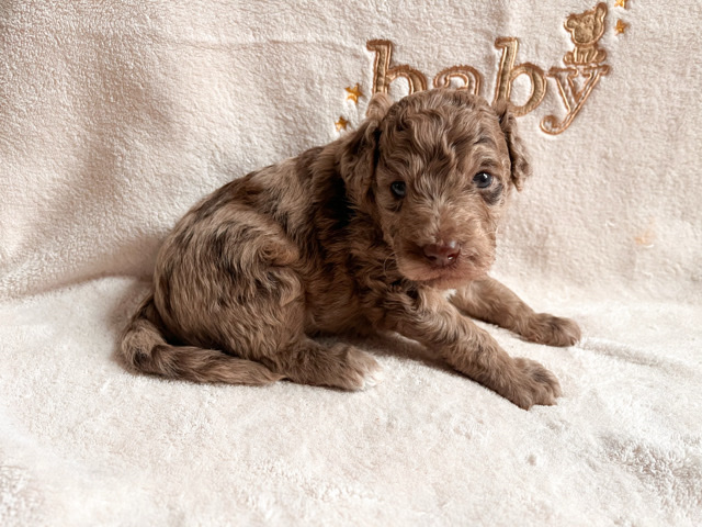 Poodle -Ms. Hot Cocoa