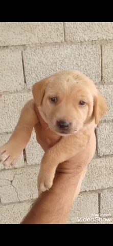 Labrador Husky – sell labrador