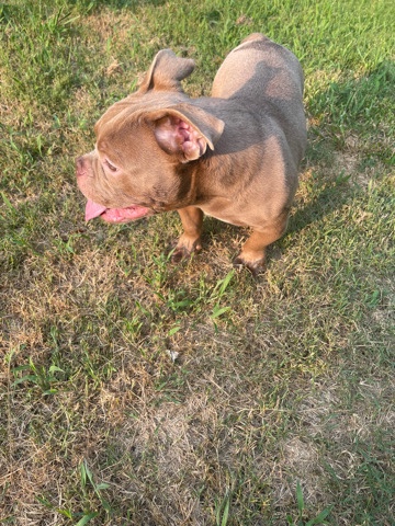 American Pit Bull Terrier – Registered American Bullies