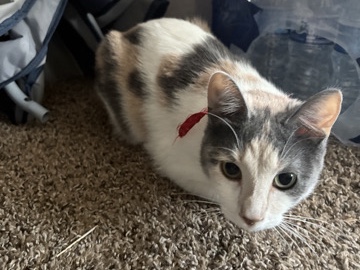female calico cat – Maplewood