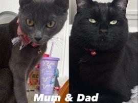 Russian White, Black and Tabby – black kittens – Northampton