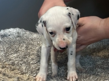 Dalmatian – Jolene – Las Vegas