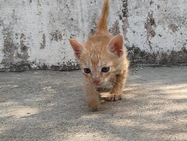 Asian – Adorable Asian Kitten for Sale – 1 Month Old in Bassi, Jaipur – Bassi