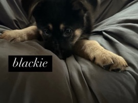 German Shepherd – READY TO GO…., – Westville