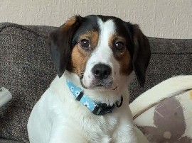 Beagle – 2 year old beagle