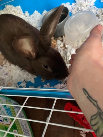make rabbit
