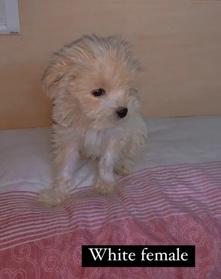 Lhasa Apso – lhasapso puppies
