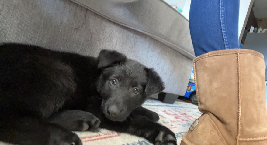 German Shepherd – German Shepherd