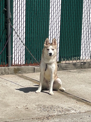 Siberian Husky – Prince needs a new home