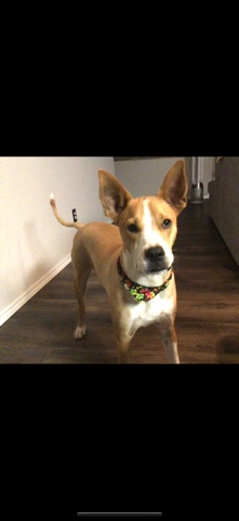 Bull and Terrier – Free terrier mix friendly