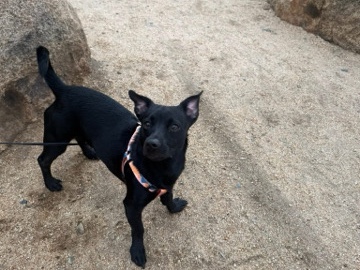 Chihuahua – Find A new home for Anubis – Fontana