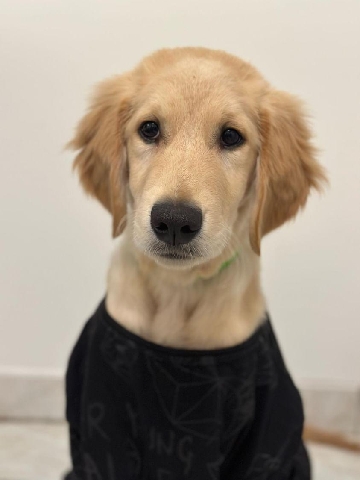 golden retriever