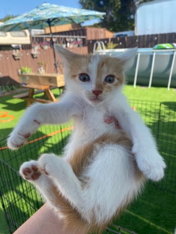 orange&white tabby kittens