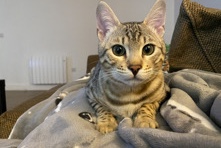 Bengal – 10 month old male bengal for sale