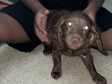 Dachshund – puppy for rehoming – Goldsboro