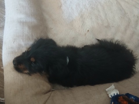 Rottweiler – German sheppard and Golden retriever mix puppy