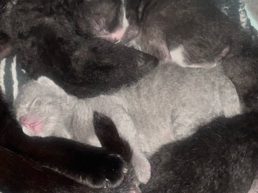 American Shorthair โ kittens โ Calumet City
