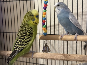 Budgerigar – 2 lovely Budgies – London