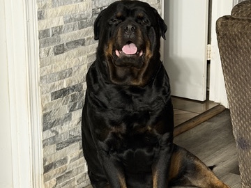 Rottweiler – Rottie available for Rehome – Aurora