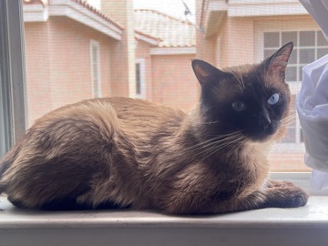 Siamese – Ollie💛 – Dripping Springs