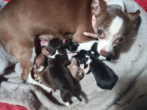 Chihuahua – Chihuahua pups – Nacogdoches