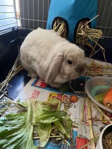 Mini Lop – Mini lop Rabbit