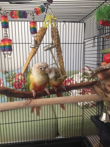 Conures – A pair of Conure Birds