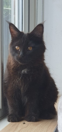 Maine Coon – Maine-**** kittens
