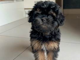 Maltipoo – 3yrs Maltipoo up for Rehome – Dubai