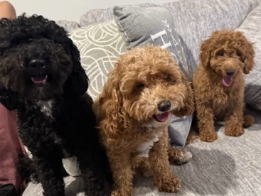 Goldendoodle – cute Goldendoodles – Casa Grande