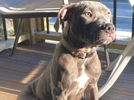American Pit Bull Terrier – mellow – Atlanta