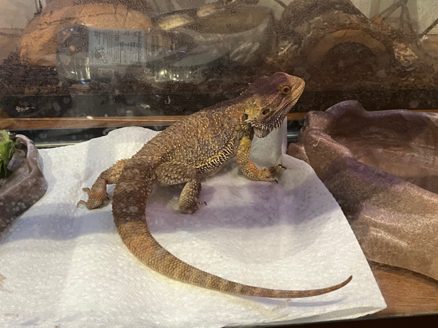 Free Bearded Dragon