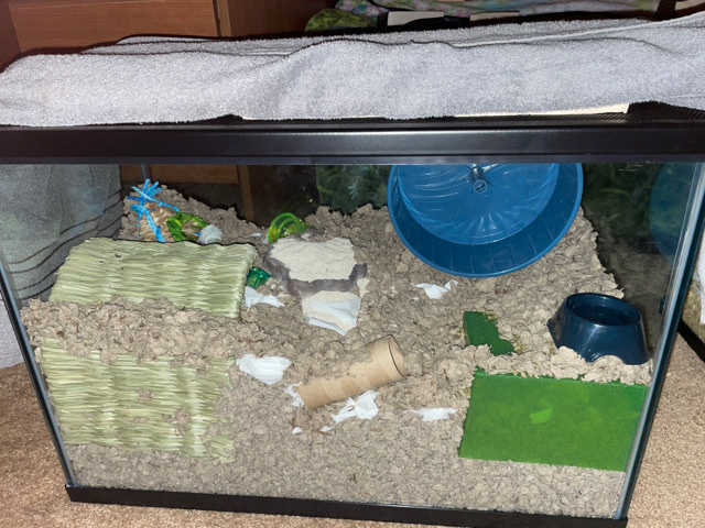 Any – Dwarf Hamster