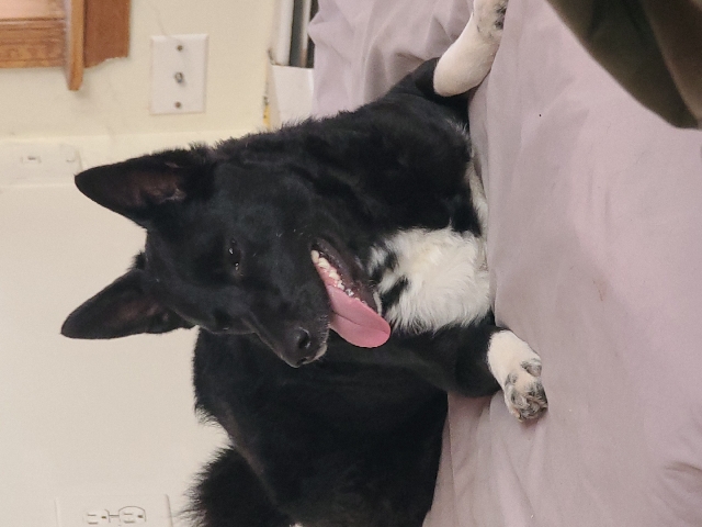 Border Collie – free 1year old puppy