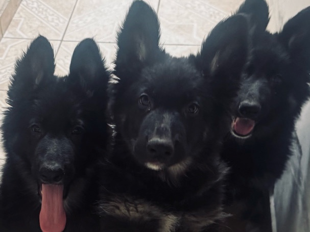 German shepherd puppy