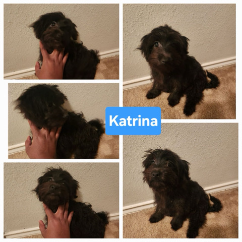 Maltese – Maltese Mix