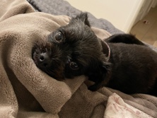 Yorkshire Terrier – Yorkie-Chihuahua boy looking for a home – El Cajon